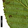 SpeciesSub: subsp. acuminata